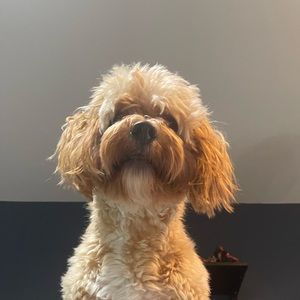 Meet your Posher, Ella